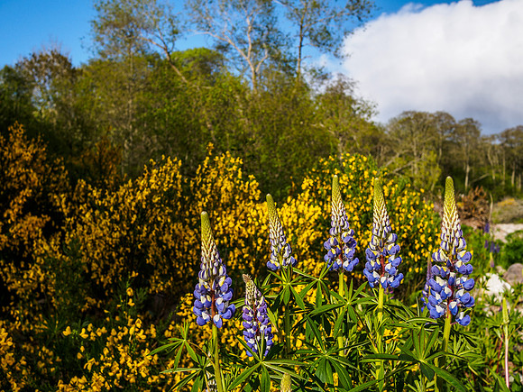 Urquhart Bay Wood Flowers 3