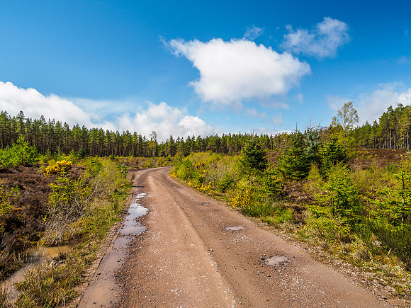 Woodland Walk