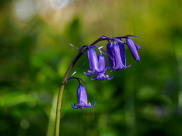 Woodland British BlueBells 6
