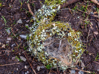 Fallen Nest