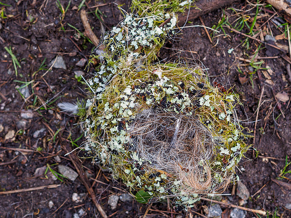 Fallen Nest