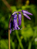 Woodland British Bluebells 2