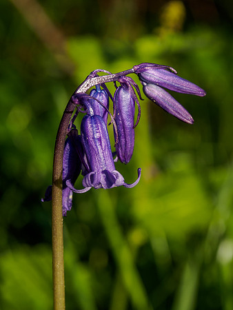 Woodland British Bluebells 2
