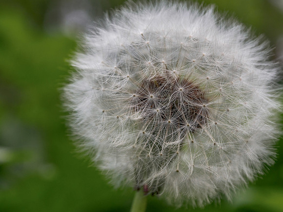 Dandelion Clock 1