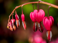 Bleeding Hearts 1