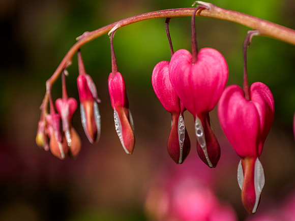 Bleeding Hearts 1