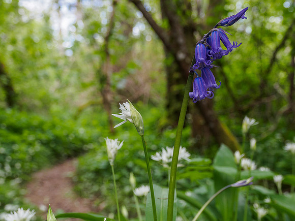 Woodland British Bluebells 9