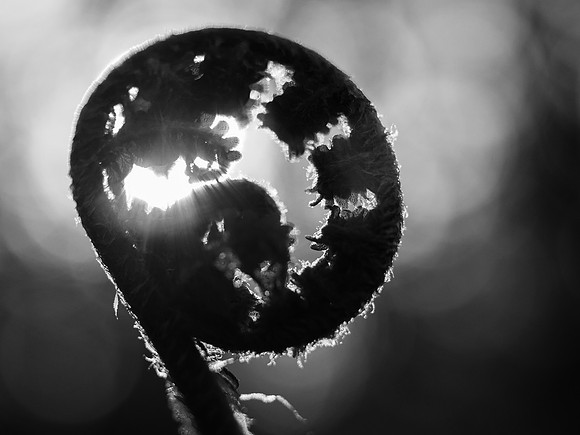 Spiral 3