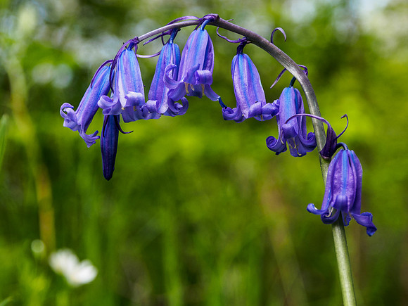 Woodland British Bluebells 8