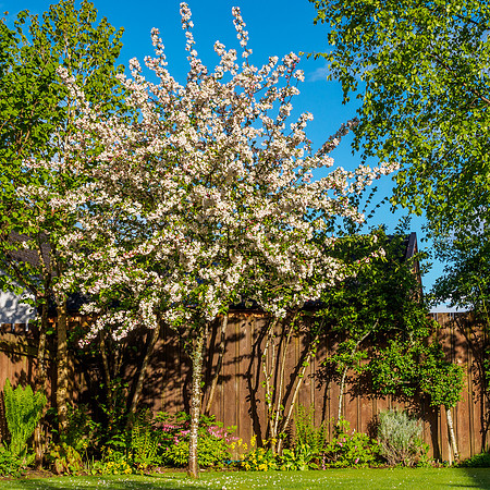 Crab Apple Tree