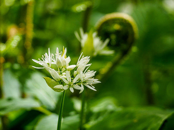 Ramsons and Fern