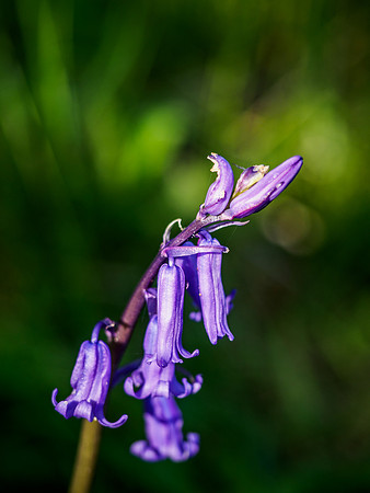 Woodland British Bluebells 7
