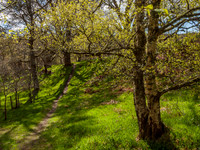 Craigmonie Wood 1