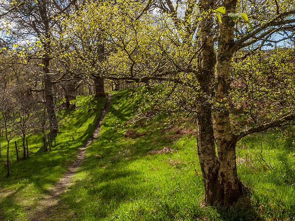 Craigmonie Wood 1