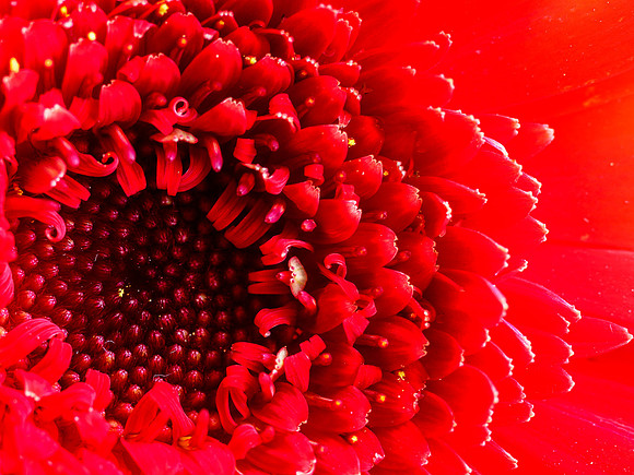 Flower Close-up 2