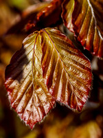 Hornbeam Leaves
