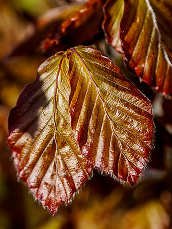 Hornbeam Leaves