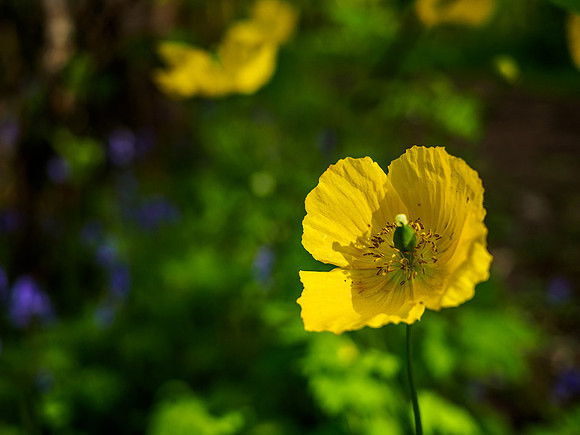 Urquhart Bay Wood Flowers 1