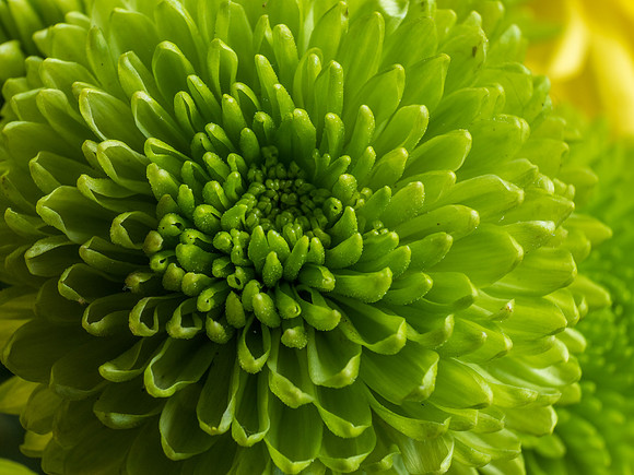 Flower Close-up 1