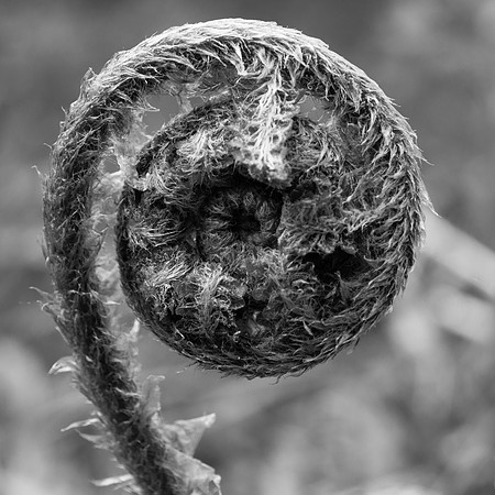 Spiral