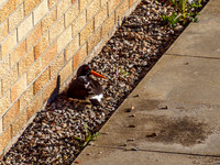 Oystercatcher Nest