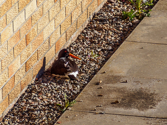Oystercatcher Nest