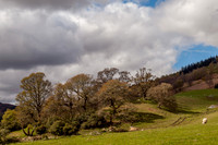 Craigmonie Wood 2