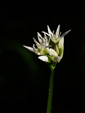 Wild Garlic