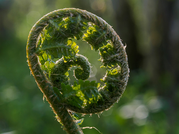 Spiral 4