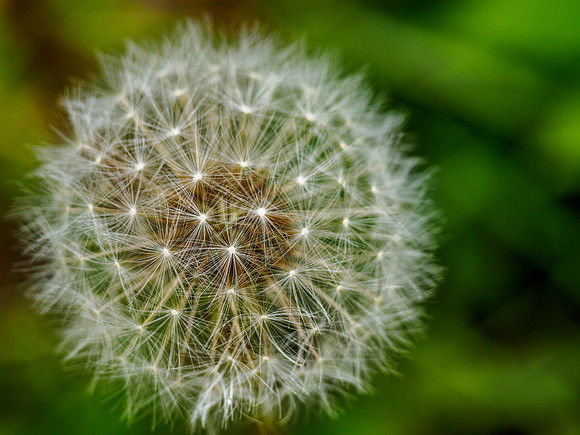 Dandelion Clock 3