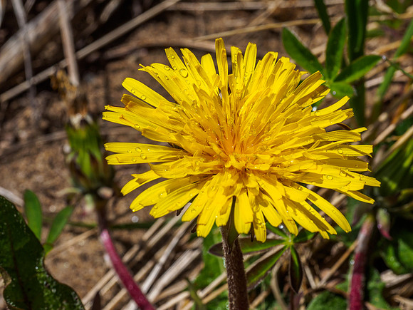 Dandelion