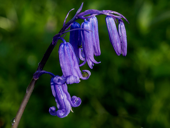Woodland British Bluebells 4