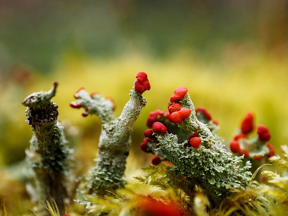Lichen