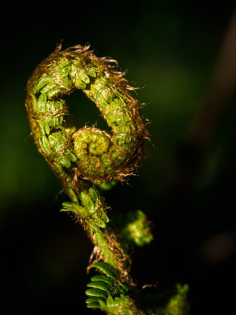 Spiral 5