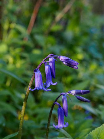 Woodland British Bluebells 5