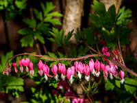 Bleeding Hearts 2
