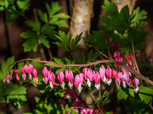 Bleeding Hearts 2