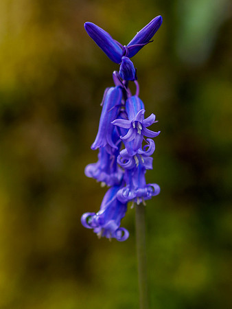 Woodland British Bluebells 1