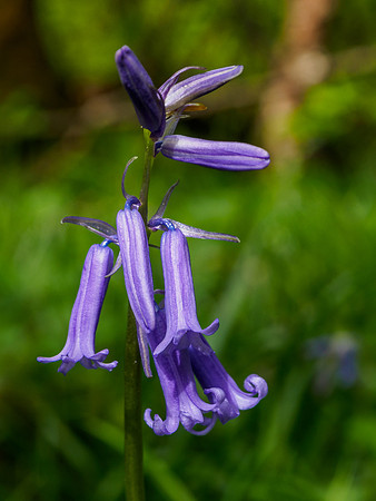 Woodland British Bluebells 3