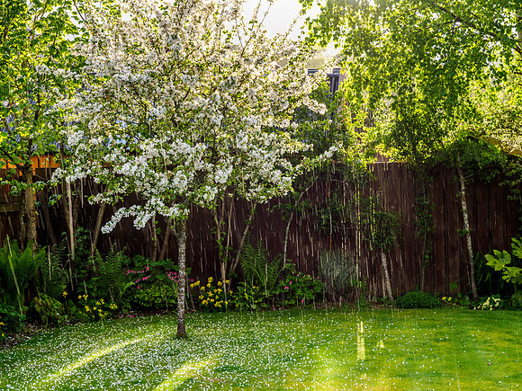 Rain and Sunlight