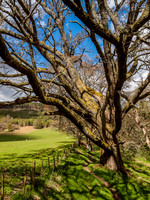 Craigmonie Wood 3