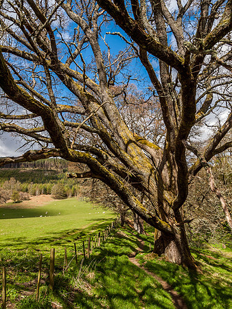 Craigmonie Wood 3