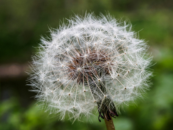 Dandelion Clock 4