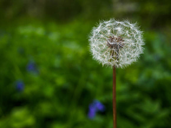 Dandelion Clock 5