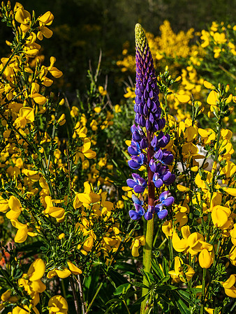 Urquhart Bay Wood Flowers 2