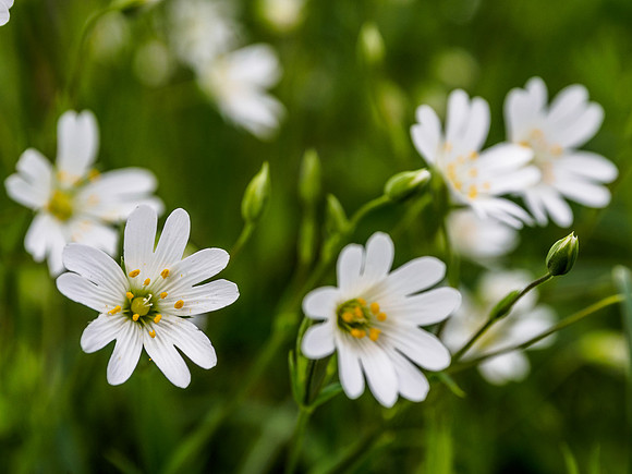 Stitchwort