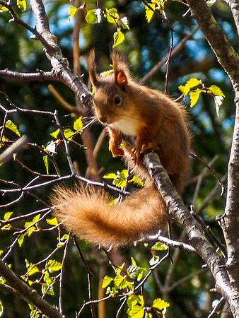 Red Squirrel 1