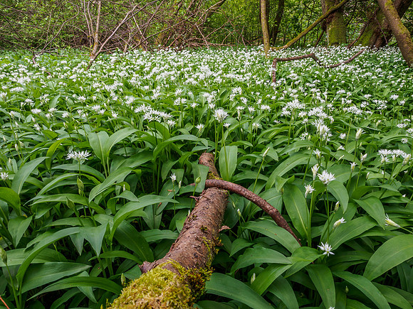 Wild Garlic