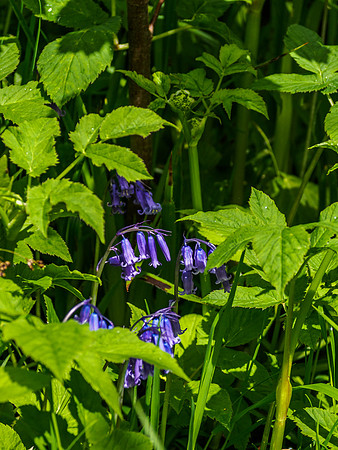 Woodland British Bluebells 10