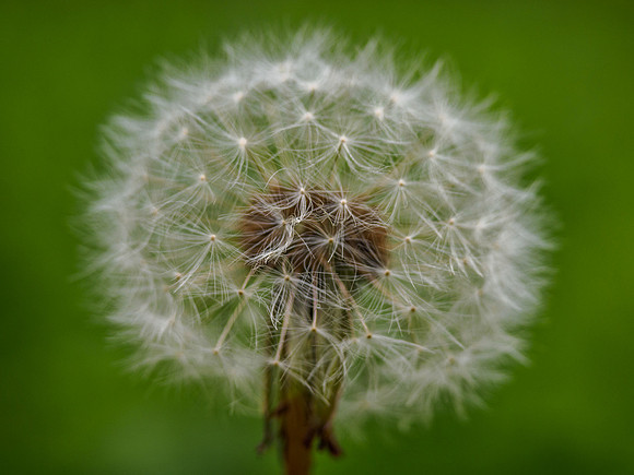 Dandelion Clock 2